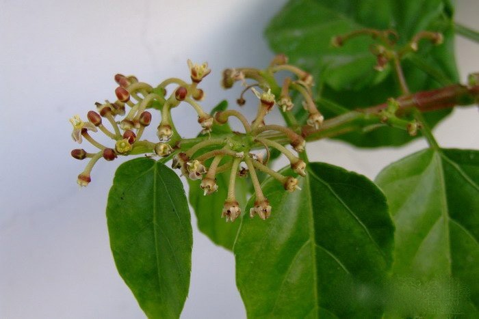 Hình ảnh cây Chìa vôi sáu cạnh