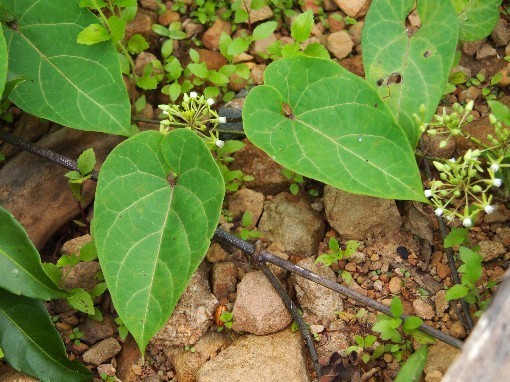 Hình ảnh cây Dưa lông nhím
