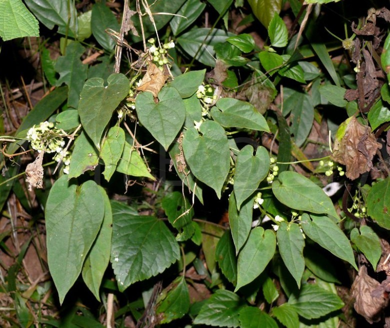 Hình ảnh cây Dưa lông nhím