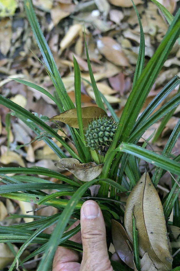 Hình ảnh cây Dứa gỗ nhỏ