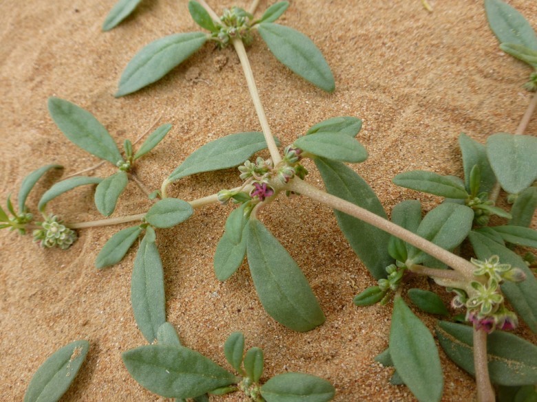 Hình ảnh cây Cỏ lết