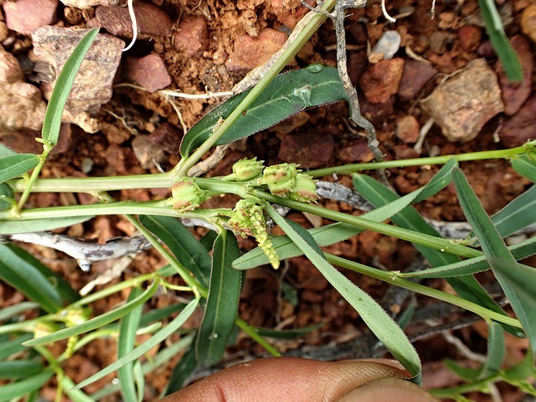 Hình ảnh cây Cỏ kỳ nhông