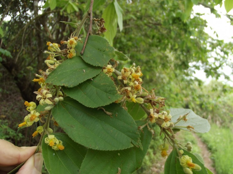 Hình ảnh cây Cò ke quả có lông