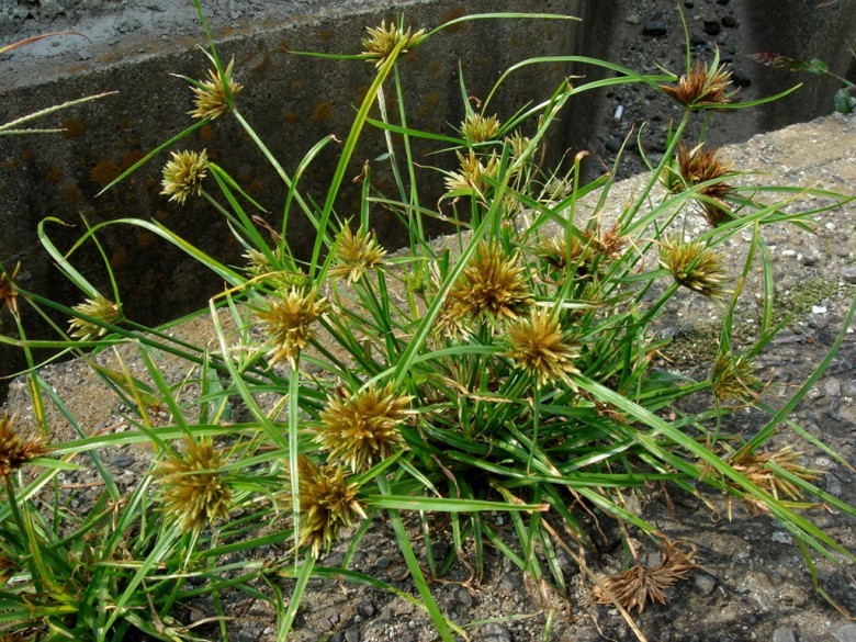 Hình ảnh cây Cỏ ken