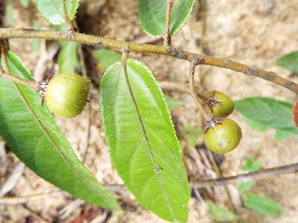 Hình ảnh cây Cò ke lông