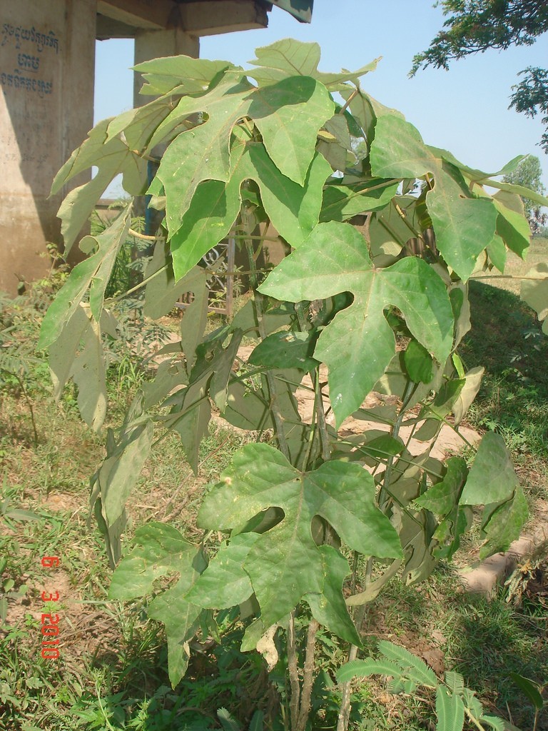 Hình ảnh cây Cò ke lá ké