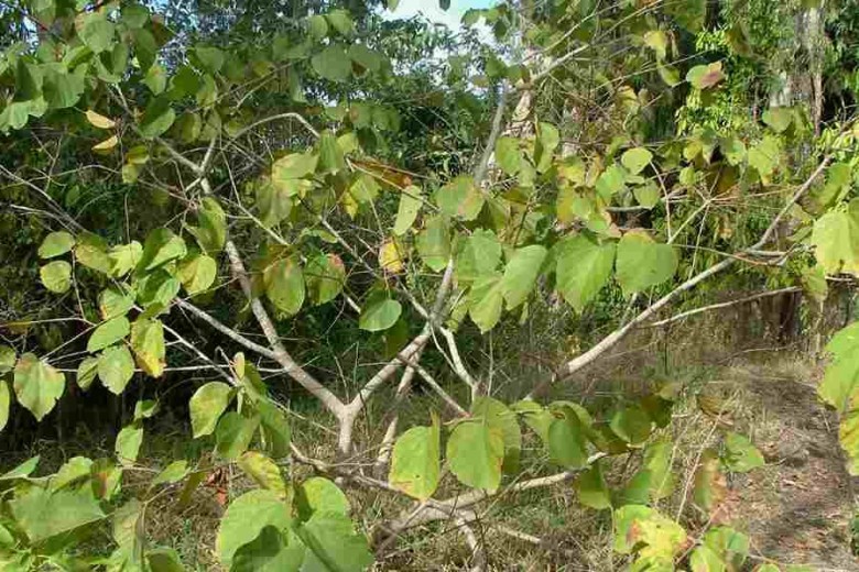 Hình ảnh cây Cò ke Á châu