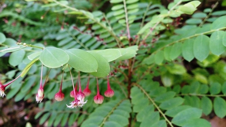 Hình ảnh hoa, lá Chó đẻ dáng đẹp