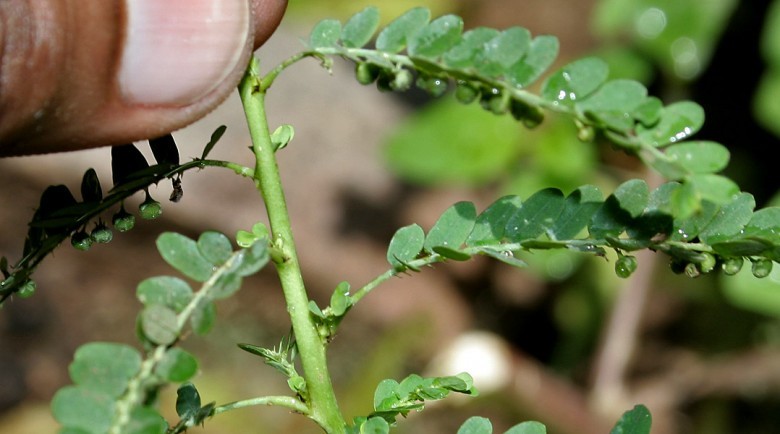 Hình ảnh cây Chó đẻ thân xanh