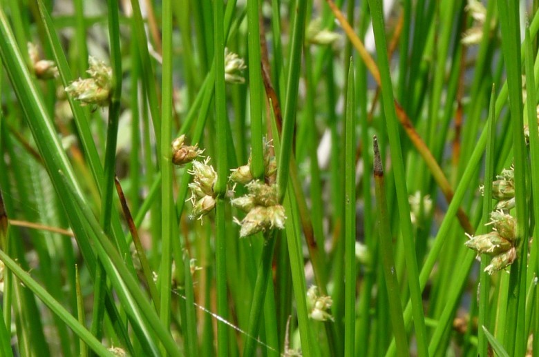 Hình ảnh cây Cói dù