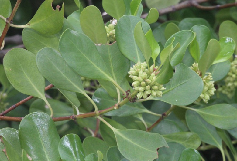 Hình ảnh cây Côi