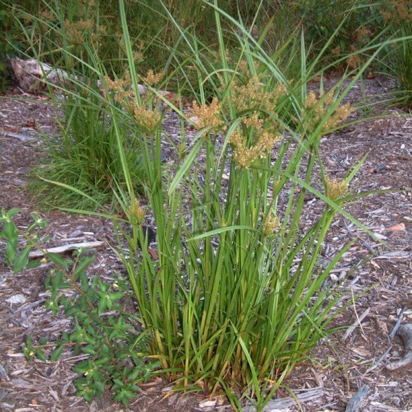 Hình ảnh cây Cỏ gấu lông