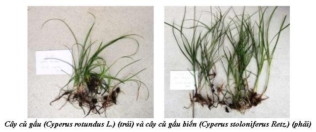 Hình ảnh cây Cỏ gấu biển