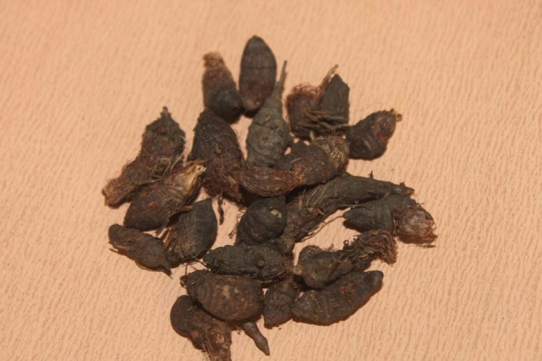 Hình ảnh củ cây Cỏ gấu