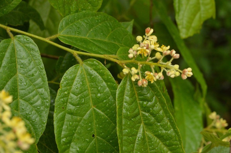 Hình ảnh hoa cây Cò ke