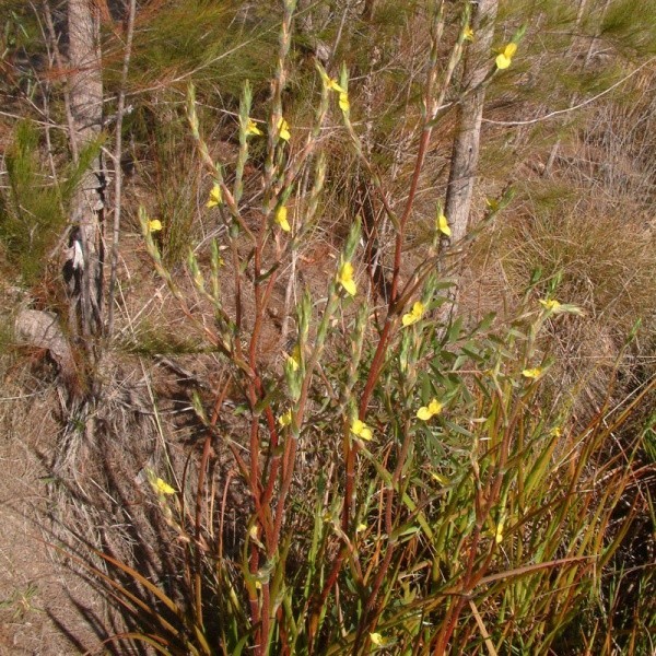 Hình ảnh cây Cỏ đuôi lươn