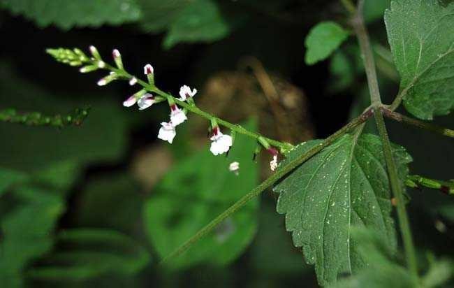 Hình ảnh cây Cỏ diệt ruồi