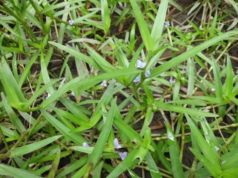 Hình ảnh cây Cỏ đầu rìu hoa nách