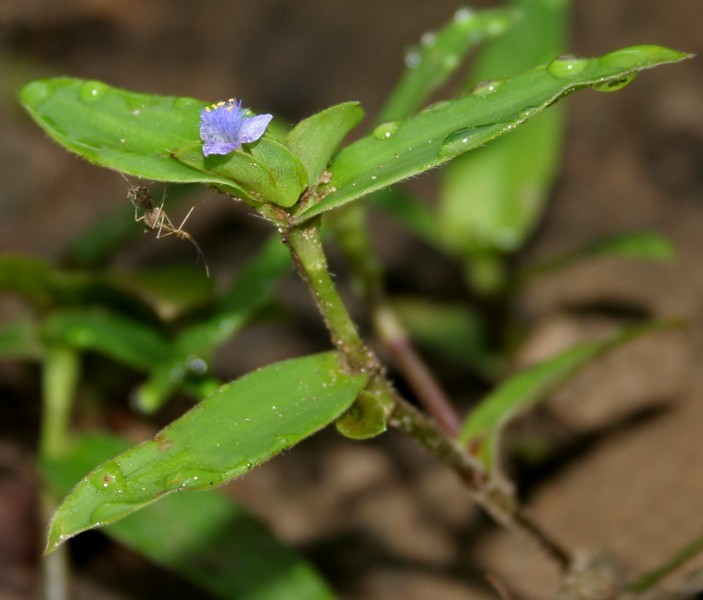 Hình ảnh cây Cỏ đầu rìu