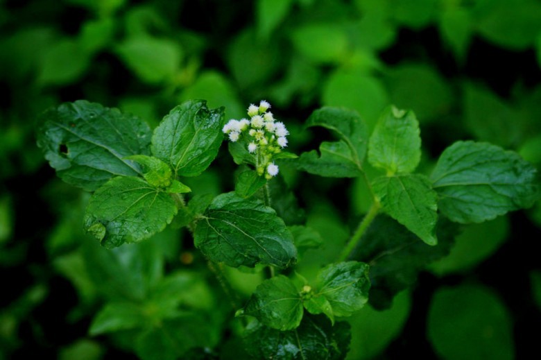 Hình ảnh cây Cỏ cứt lợn hoa trắng