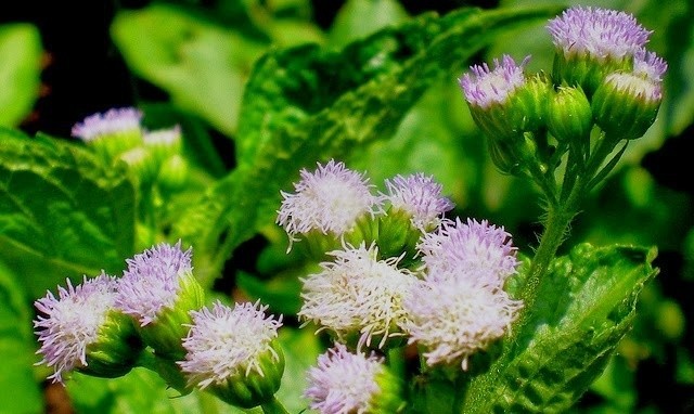 Hình ảnh cây hoa cứt lợn hoa tím