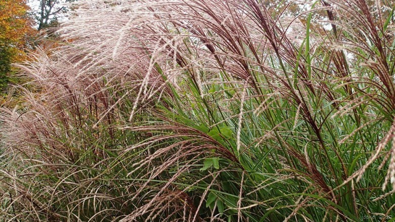 Hình ảnh cây Cỏ chè vè