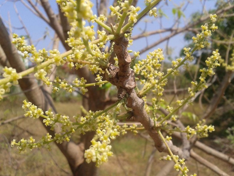 Hình ảnh hoa cây Cóc chuột