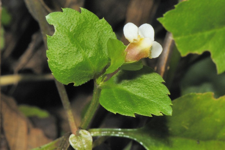 Hình ảnh cây Cỏ bướm trắng