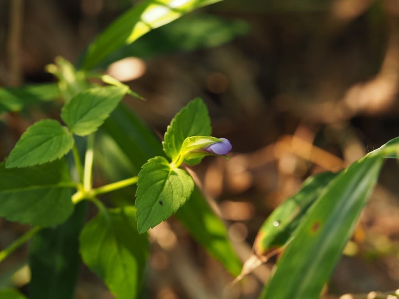 Hình ảnh cây Cỏ bướm