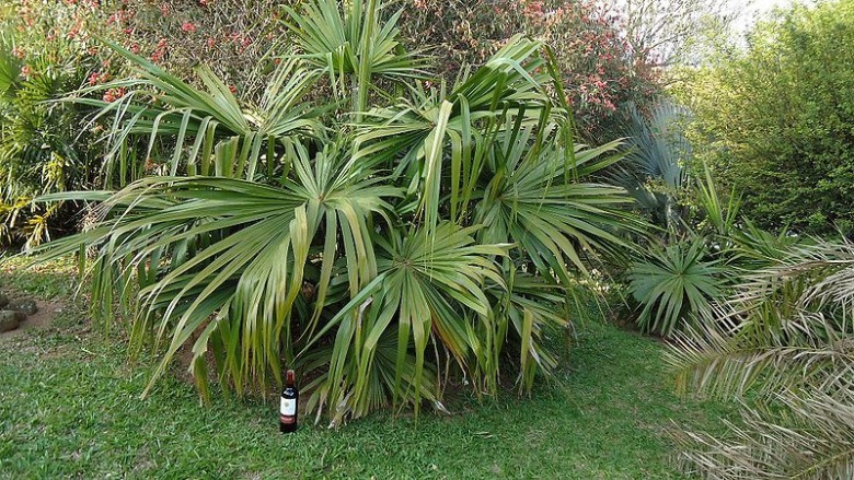 Hình ảnh cây Cọ