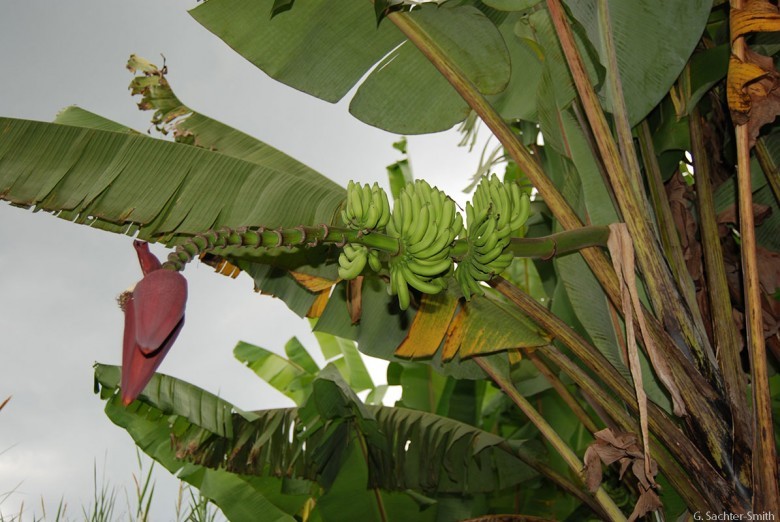 Hình ảnh cây Chuối rừng