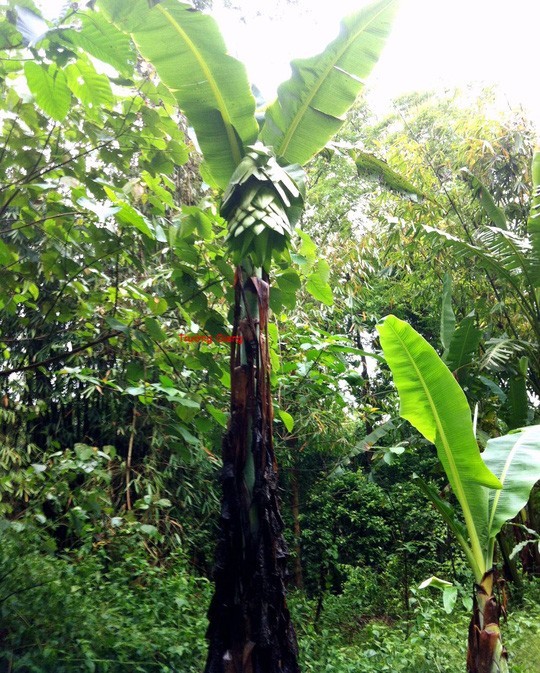 Hình ảnh cây Chuối cô đơn