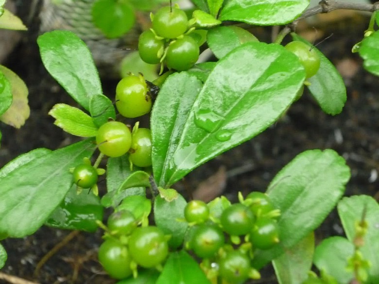 Hình ảnh cây Chùm rụm
