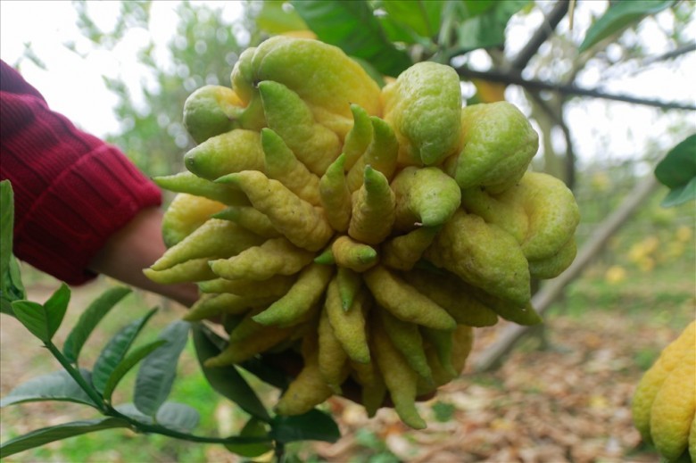 Hình ảnh quả Phật thủ