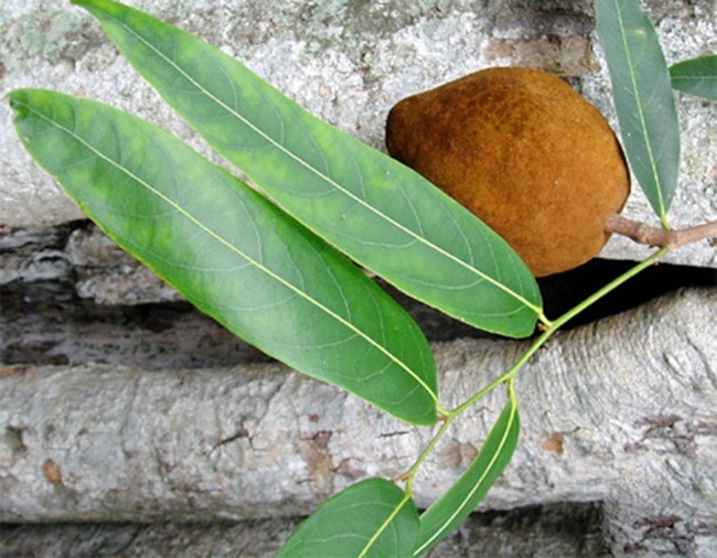 Hình ảnh cây Chùm bao lớn
