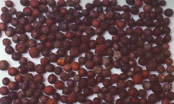 Hình ảnh quả khô cây Chua ngút