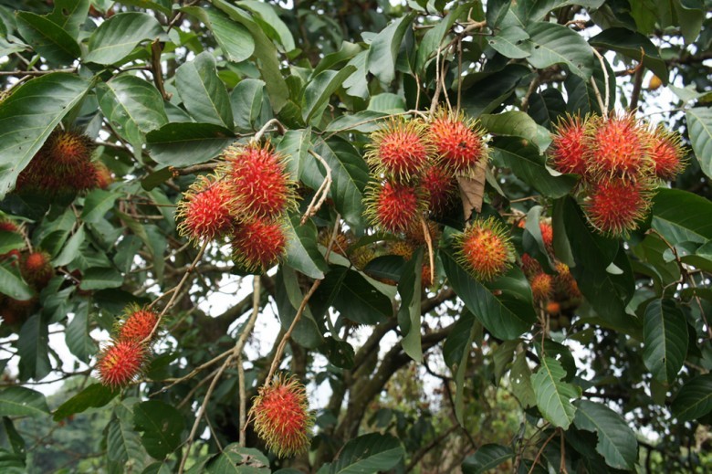 Hình ảnh chùm quả cây Chôm chôm