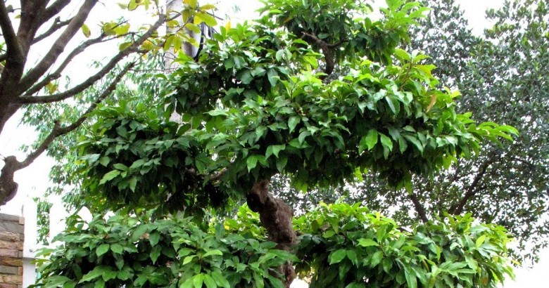 Hình ảnh cây Chòi mòi bụi
