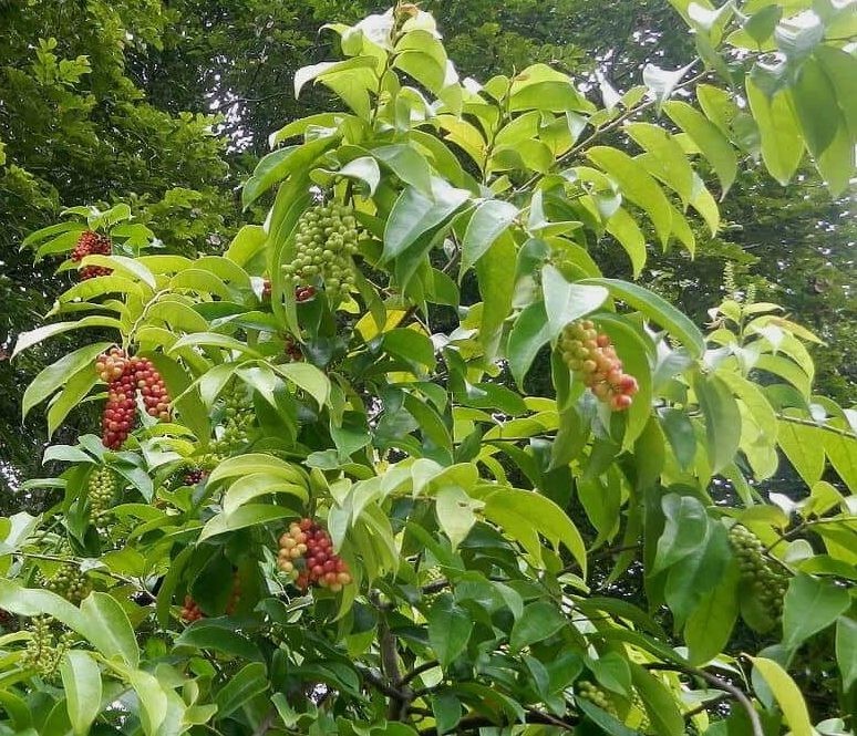 Hình ảnh cây Chòi mòi tía