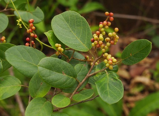 Hình ảnh cây Chòi mòi Poilane