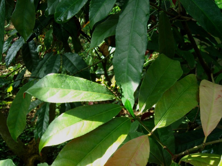 Hình ảnh cây Chòi mòi Nam