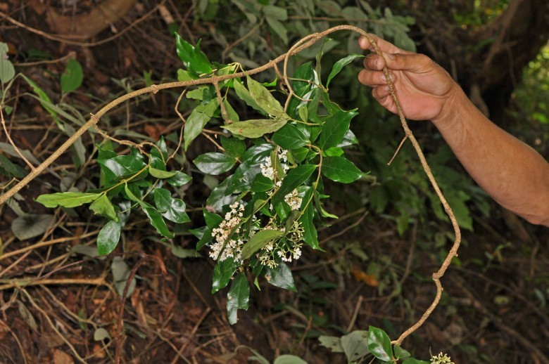 Hình ảnh cây Đỗ trọng nam