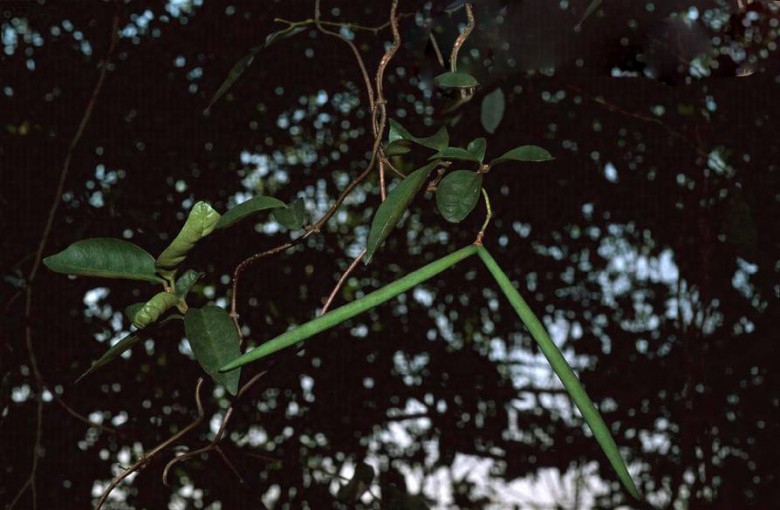 Hình ảnh cây Đỗ trọng dây vỏ hồng, Mặc sang hữu ích - Parabarium utile