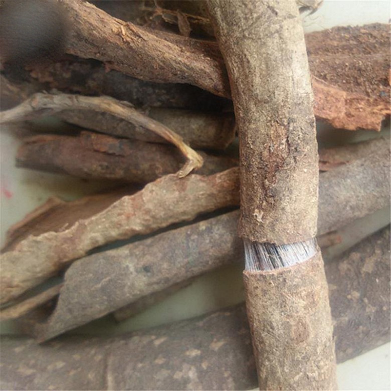 Hình ảnh cây Đỗ trọng dây, Đỗ trọng trắng, Mặc sang hoa nhỏ - Parabarium micranthum