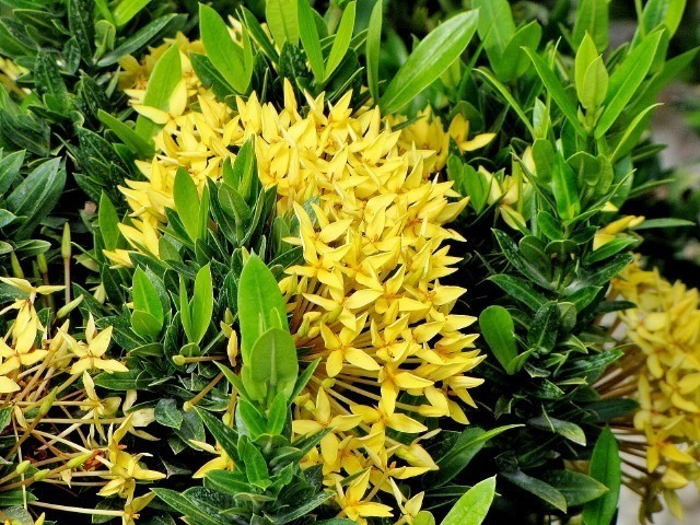Hình ảnh cây Đơn vàng, Trang vàng vàng - Ixora flavescens