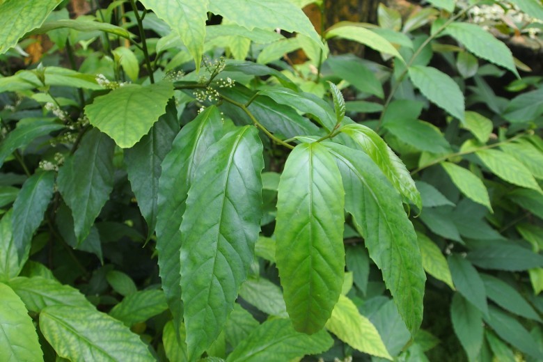 Hình ảnh lá, hoa cây Đơn nem, Đơn răng cưa