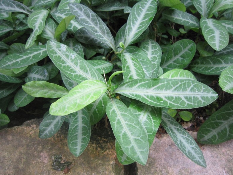 Hình ảnh cây Đơn lưỡi hổ