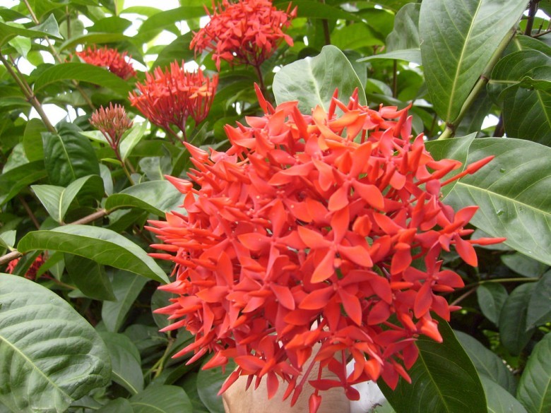 Hình ảnh cây Đơn lào