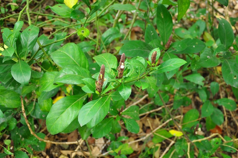 Hình ảnh cây Dóng xanh
