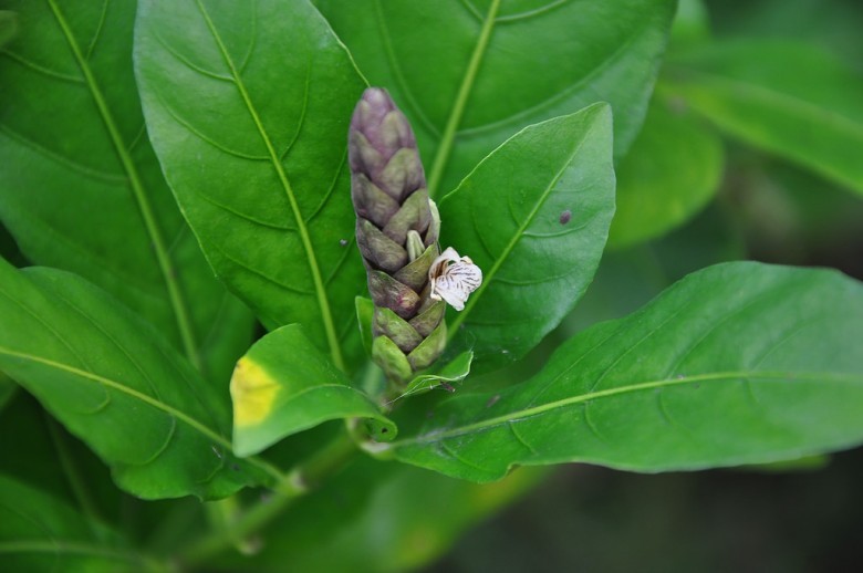 Hình ảnh hoa cây Dóng xanh
